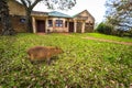 Colonia Carlos Pellegrini - June 28, 2017: Capybara at the Provincial Ibera park at Colonia Carlos Pellegrini, Argentina Royalty Free Stock Photo