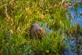 Colonia Carlos Pellegrini - June 28, 2017: Capybara at the Provincial Ibera park at Colonia Carlos Pellegrini, Argentina Royalty Free Stock Photo