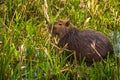 Colonia Carlos Pellegrini - June 28, 2017: Capybara at the Provincial Ibera park at Colonia Carlos Pellegrini, Argentina Royalty Free Stock Photo