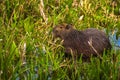 Colonia Carlos Pellegrini - June 28, 2017: Capybara at the Provincial Ibera park at Colonia Carlos Pellegrini, Argentina Royalty Free Stock Photo