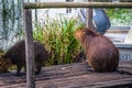 Colonia Carlos Pellegrini - June 28, 2017: Capybaras at the Provincial Ibera park at Colonia Carlos Pellegrini, Argentina Royalty Free Stock Photo