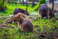 Colonia Carlos Pellegrini - June 28, 2017: Capybaras at the Provincial Ibera park at Colonia Carlos Pellegrini, Argentina Royalty Free Stock Photo