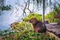 Colonia Carlos Pellegrini - June 28, 2017: Capybaras at the Provincial Ibera park at Colonia Carlos Pellegrini, Argentina Royalty Free Stock Photo