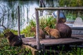 Colonia Carlos Pellegrini - June 28, 2017: Capybaras at the Provincial Ibera park at Colonia Carlos Pellegrini, Argentina