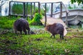 Colonia Carlos Pellegrini - June 28, 2017: Capybaras at the Provincial Ibera park at Colonia Carlos Pellegrini, Argentina Royalty Free Stock Photo