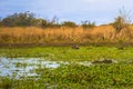 Colonia Carlos Pellegrini - June 28, 2017: Capybaras at the Provincial Ibera park at Colonia Carlos Pellegrini, Argentina Royalty Free Stock Photo