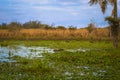 Colonia Carlos Pellegrini - June 28, 2017: Capybaras at the Provincial Ibera park at Colonia Carlos Pellegrini, Argentina Royalty Free Stock Photo