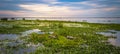 Colonia Carlos Pellegrini - June 28, 2017: Dark alligators at the Provincial Ibera park at Colonia Carlos Pellegrini, Argentina Royalty Free Stock Photo