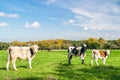 Three cows in a farm