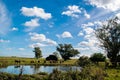 Three cows in a farm