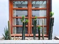 Colonial architecture window blue wall with decorative cactus plants in the streets of Mexico Royalty Free Stock Photo