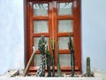 Colonial architecture window blue wall with decorative cactus plants in the streets of Mexico Royalty Free Stock Photo