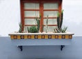 Colonial architecture window blue wall with decorative cactus plants in the streets of Mexico Royalty Free Stock Photo