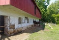 Horse and sheep rest in shade on historic colonial american farm. Royalty Free Stock Photo