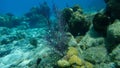 Colonial soft coral bipinnate sea plume or forked sea feather (Antillogorgia bipinnata) undersea