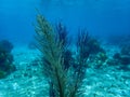 Colonial soft coral bipinnate sea plume or forked sea feather (Antillogorgia bipinnata) undersea