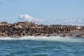 Colonie of Cape Fur Seals (Arctocephalus pusillus) Royalty Free Stock Photo