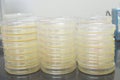 Colonies of bacteria growth on agar plate medium in laboratory Royalty Free Stock Photo