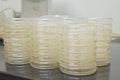 Colonies of bacteria growth on agar plate medium in laboratory Royalty Free Stock Photo