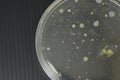 Colonies of bacteria growth on agar plate medium in laboratory Royalty Free Stock Photo