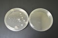 Colonies of bacteria growth on agar plate medium in laboratory Royalty Free Stock Photo
