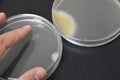 Colonies of bacteria growth on agar plate medium in laboratory Royalty Free Stock Photo