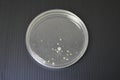 Colonies of bacteria growth on agar plate medium in laboratory Royalty Free Stock Photo