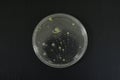 Colonies of bacteria growth on agar plate medium Royalty Free Stock Photo