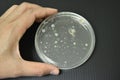 Colonies of bacteria growth on agar plate medium Royalty Free Stock Photo