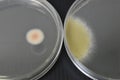 Colonies of bacteria growth on agar plate medium Royalty Free Stock Photo