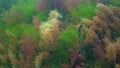 Colonies of Bell Hydroid Obelia dichotoma among seaweed at the bottom in the Black Sea