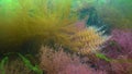 Colonies of Bell Hydroid Obelia dichotoma among seaweed at the bottom in the Black Sea