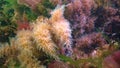 Colonies of Bell Hydroid Obelia dichotoma among seaweed at the bottom in the Black Sea