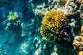 Colonies of the corals (Acropora) at coral reef in Red sea Royalty Free Stock Photo