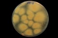 Colonies of deadly Fusarium oxysporum sp. cubense tropical race 4 fungus growing in Petri dish