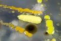 Colonies of different bacteria and mold fungi Royalty Free Stock Photo