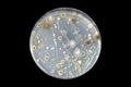 Colonies of different bacteria and mold fungi grown on nutrient agar Royalty Free Stock Photo