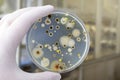 Colonies of different bacteria and mold fungi grown on Petri dish with nutrient agar Royalty Free Stock Photo