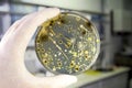 Colonies of different bacteria and mold fungi grown on Petri dish with nutrient agar Royalty Free Stock Photo