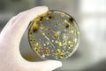 Colonies of different bacteria and mold fungi grown on Petri dish with nutrient agar Royalty Free Stock Photo