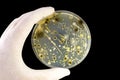 Colonies of different bacteria and mold fungi grown on Petri dish with nutrient agar Royalty Free Stock Photo