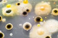 Colonies of different bacteria and mold fungi Royalty Free Stock Photo