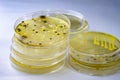 Colonies of different bacteria and mold fungi grown on Petri dish with nutrient agar Royalty Free Stock Photo