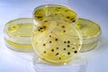 Colonies of different bacteria and mold fungi grown on Petri dish with nutrient agar Royalty Free Stock Photo