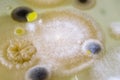 Colonies of different bacteria and molds