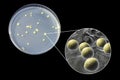 Colonies of Micrococcus luteus bacteria on agar plate