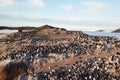 Colonies of penguins in Antarctica on adjacent rocks