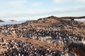 Colonies of penguins in Antarctica on adjacent rocks