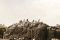 Puffins colonies or a puffinry, a circus