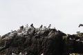 Puffins colonies or a puffinry, a circus